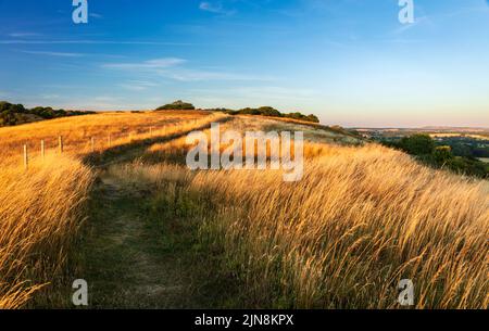 Golden evening light over the Giants Grave on the Wessex Downs Wiltshire south west England UK Stock Photo