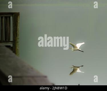 A great egret flying in the fog over the water near the dock in Virginia, USA Stock Photo