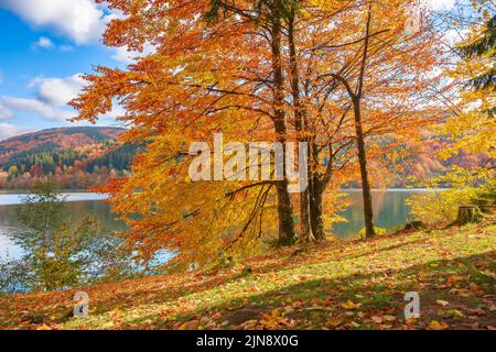 countryside scenery at the lake in autumn. forest in fall colors on the shore covered in fallen foliage. wonderful mountain landscape on a sunny after Stock Photo