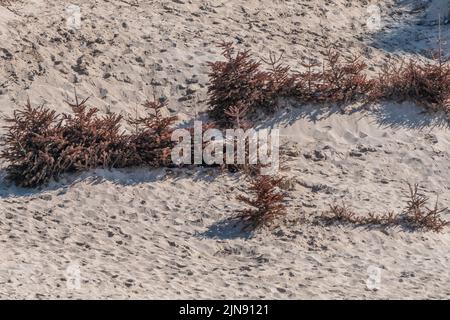 Old Christmas trees used to help stop sand dune erosion on Fistral Beach in Newquay in Cornwall in the UK. Stock Photo