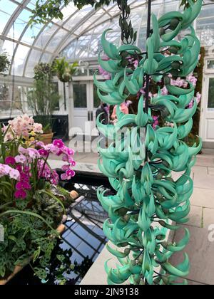 A vertical closeup of Strongylodon macrobotrys, commonly known as jade vine in the botanical garden. Stock Photo