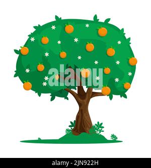 Cartoon orange tree with citrus fruits. Harvesting exotic fruits. Flat vector isolated on white background Stock Vector