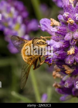A harmless Hover Fly, with big red eyes, sips nectar from the flowers of a Verbena plant Stock Photo