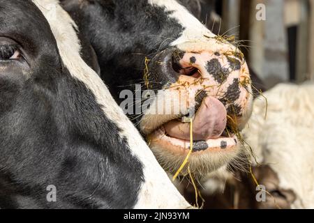 Close up of a cow's nose and mouth, tongue licking lips and straw. Cow in stable at feeding time, peeking through bars of a fence in a barn, mouth ful Stock Photo