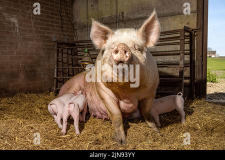 Sow pig and her cute pink piglets drinking in the straw in a barn from mother pig's teats, suckling milk Stock Photo