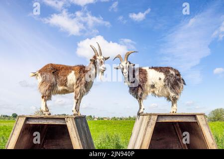 Two goats climbing on top of their pen, large horns, side view, blue sky Stock Photo