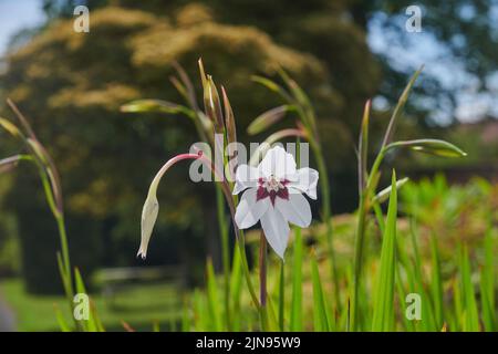 Gladiolus murielae growing outdoors in the summer in East Yorkshire, England, UK, GB. Stock Photo