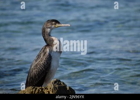 Young cormorant bird in the Adriatic sea Stock Photo