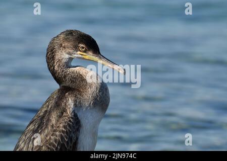 Young cormorant bird in the Adriatic sea Stock Photo