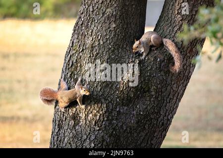 The two fox squirrels on a tree trunk. Sciurus niger. Stock Photo