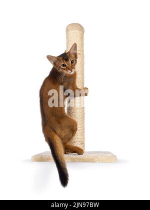 Adorable Somali cat kitten, hanging backwards in scratching pole. Looking over shoulder towards camera. Isolated on a white background. Stock Photo