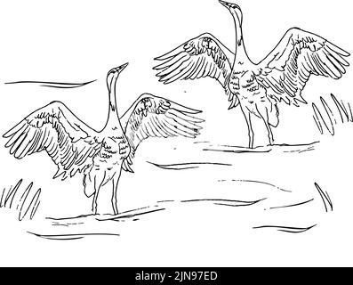 Vector of illustrations bird crane. White stork . isolated object Stock Vector