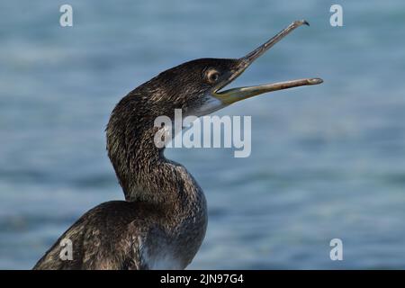 Young cormorant bird in the Adriatic sea Stock Photo