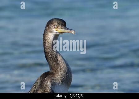 Young cormorant bird in the Adriatic sea Stock Photo