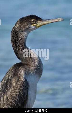 Young cormorant bird in the Adriatic sea Stock Photo