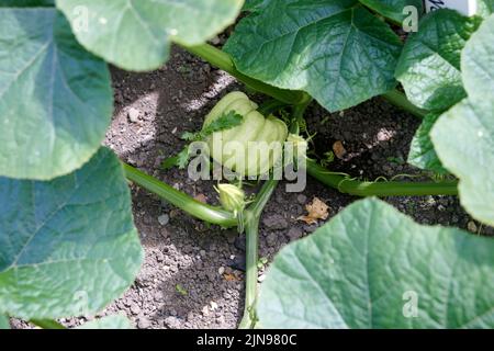 Pumpkin ( Cucurbita moschata) fruiting in East Yorkshire, England, UK, GB during the summer. Stock Photo