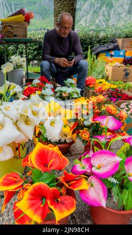 Montenegro - May 7, 2022 - Man sells flowers at a stall in the market. Stock Photo