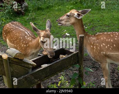 Two fallow deer females at a feeding station Stock Photo