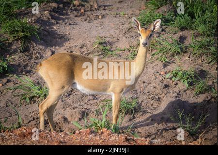 Portrait of an Oribi (Ourebia ourebi) in Murchison Falls National Park (Uganda), sunny morning in May Stock Photo