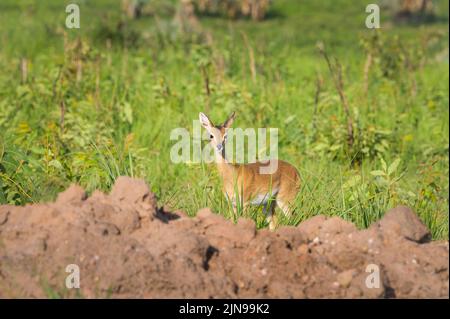 Portrait of an Oribi (Ourebia ourebi) in Murchison Falls National Park (Uganda), sunny morning in May Stock Photo