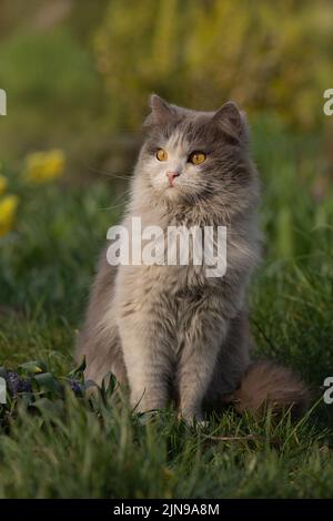 Cat laying and playing in the grass. Kitten relaxing in the grass. Cat lies on a green lawn. Stock Photo