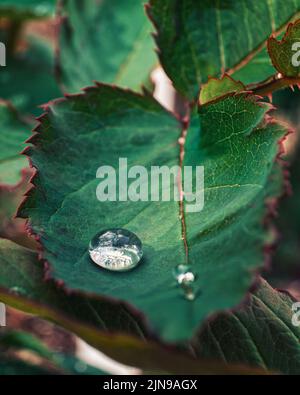 Raindrops on a Green Rose Leaf After Rain Stock Photo