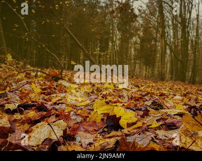 Wind blowing yellow leaves in autumn bright woods. Background with falling flying vivid leaves in forest. Stock Photo