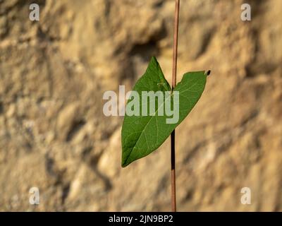 Single heart shaped leaf, probably bindweed, in front of wall. Differential focus. UK. Stock Photo