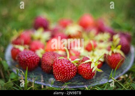 Fresh strawberries on a transparent plate in the green grass on a summer sunny day Stock Photo
