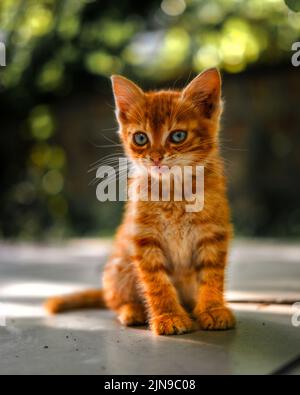 Orange Tabby Kitten Portrait in Warm Natural Light Stock Photo