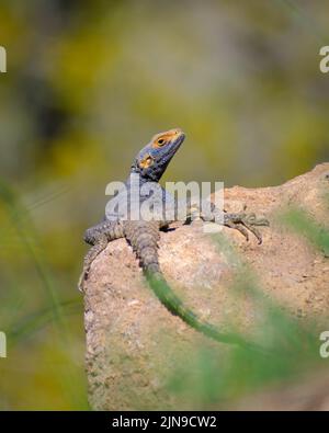 Lizard Basking on a Rock in Natural Surroundings Stock Photo