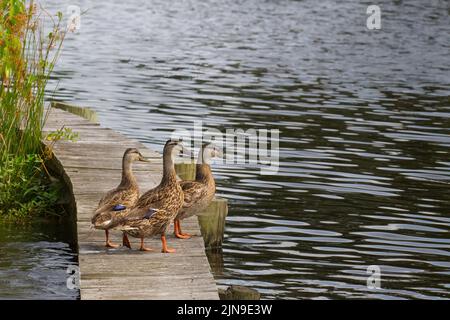 Ducks on a pier by the water Stock Photo