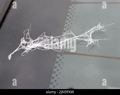 IMAGE AVEC UNE TEXTURE Stock Photo
