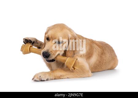 Friendly 6 months old Golden Retriever dog youngster, laying down flat with bone in mouth. Isolated on a white background. Stock Photo
