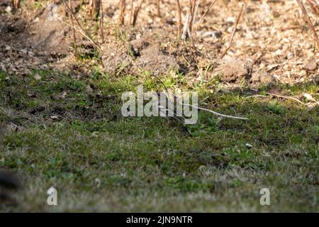 A small common chaffinch surrounded by fresh greenery and plants in a rural area in daylight Stock Photo