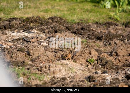 A small common chaffinch surrounded by fresh greenery and plants in a rural area in daylight Stock Photo