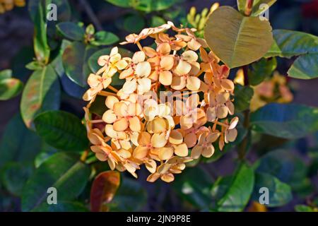 Yellow ixora flowers (Ixora coccinea) on garden Stock Photo