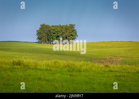 Tree area and pampa meadows in Rio Grande do Sul state, southern Brazil Stock Photo