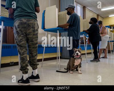 Milwaukee, Wisconsin, USA. 9th Aug, 2022. A service dog waits for his person to finish voting during WisconsinÃs Partisan Primary Election. (Credit Image: © Sue Dorfman/ZUMA Press Wire) Stock Photo