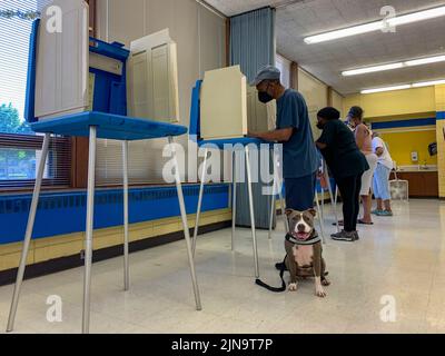 Milwaukee, Wisconsin, USA. 9th Aug, 2022. A service dog waits for his person to finish voting during WisconsinÃs Partisan Primary Election. (Credit Image: © Sue Dorfman/ZUMA Press Wire) Stock Photo