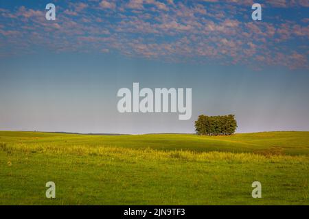 Tree area and pampa meadows in Rio Grande do Sul state, southern Brazil Stock Photo