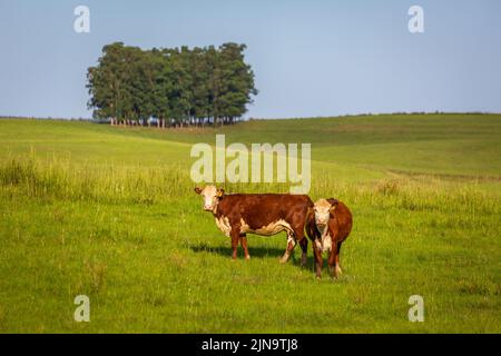 Cows livestock in southern Brazil countryside looking at camera Stock Photo