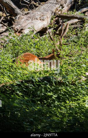 Male fallow deer (Dama dama) resting in the forest Stock Photo