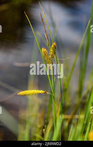 Bottle sedge (Carex rostrata) from Hidra, south-western Norway in August. Stock Photo