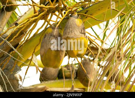 Coconut Palm originated in the Western Pacific but the coconut can survive long periods in seawater and they have naturalized all around the tropics Stock Photo