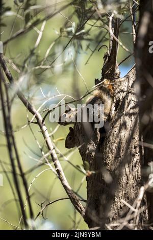 Two squirrels on a tree Bodrum Mugla Turkey Stock Photo
