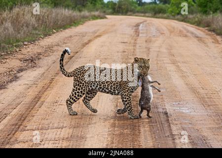 Young female Leopard (Panthera pardus) with her Scrub Hare (Lepus saxatilis) prey crossing a road in Kruger National Park South Africa Stock Photo