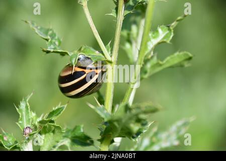 snail on a leaf, Kilkenny, Ireland Stock Photo