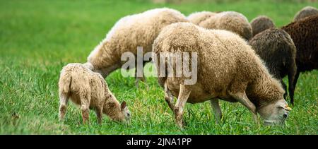 Brown sheep and lamb graze on farmers pasture. Rural life, cattle breeding. Herd of sheep eat green grass in meadow. Stock Photo