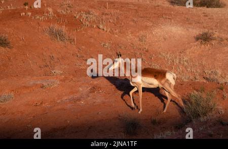 Antelope in the desert during morning sunrise. Utah Stock Photo